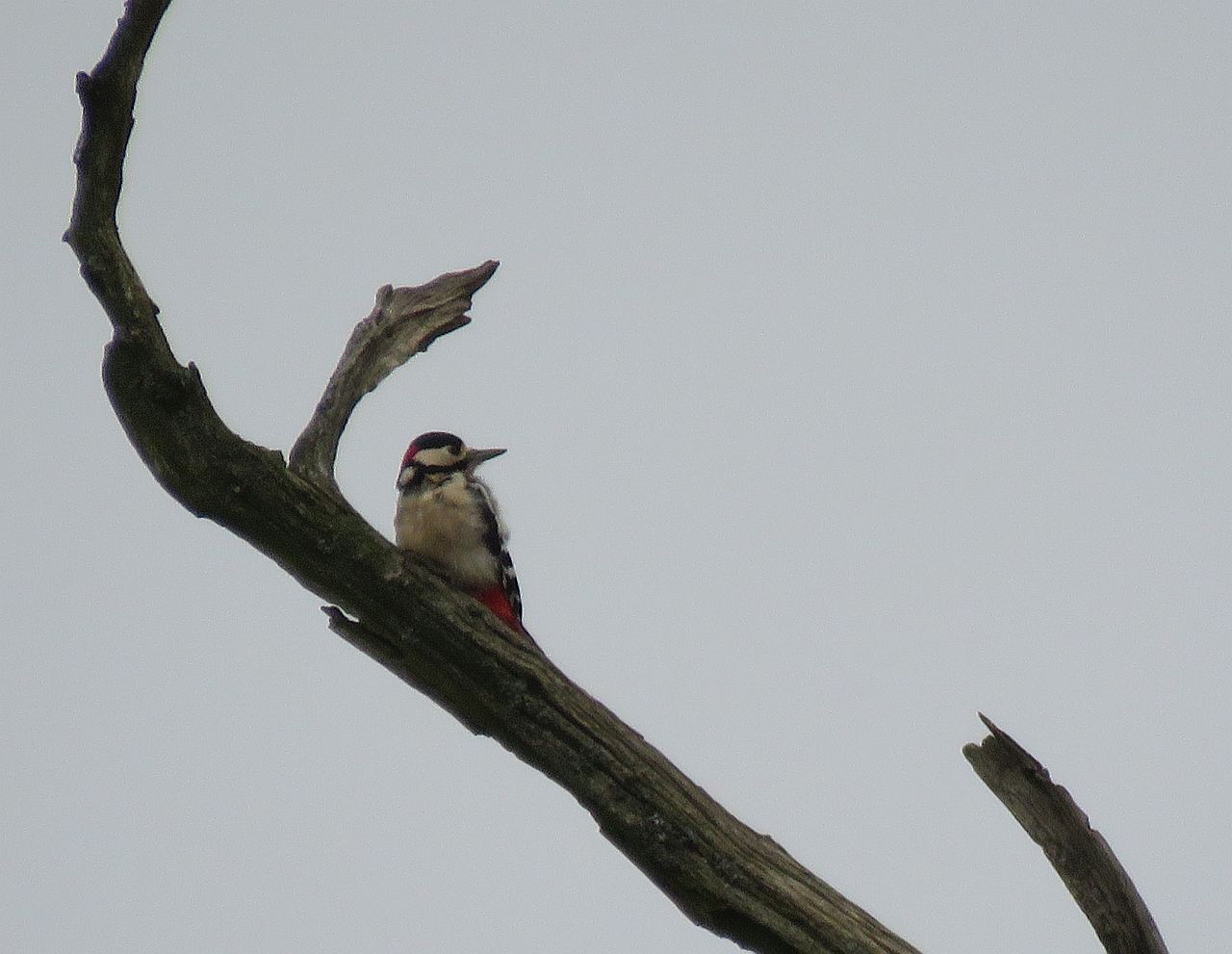  Great Spotted Woodpecker 